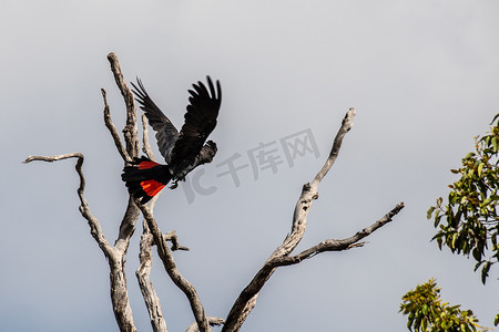 埃文谷国家公园的红尾黑凤头鹦鹉 calyphtorhynchus Baksii