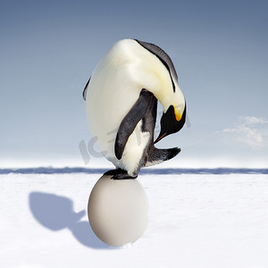 巨大的企鹅蛋