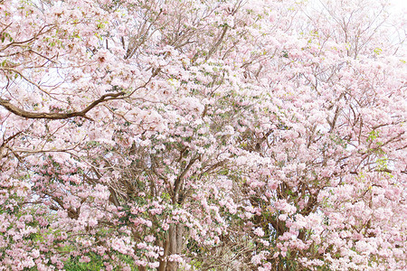 小号摄影照片_粉红小号 (Tabebuia rosea) 花