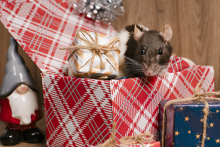 鼠年可爱老鼠摄影照片_老鼠是新年的象征。灰鼠看着礼盒。有趣的小老鼠在礼盒里。 