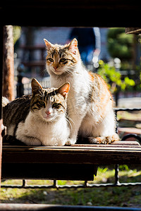 另一张无家可归的流浪猫的肖像