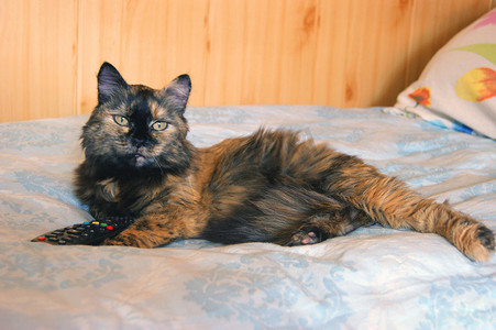 沙发猫摄影照片_床上的猫