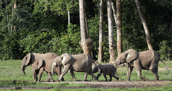 非洲森林象 (Loxodonta cyclotis)。