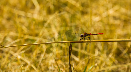 坐在草叶上的红镖鱼的肖像，火红色的蜻蜓，来自欧洲的常见昆虫