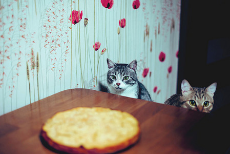 猫坐在蛋糕附近