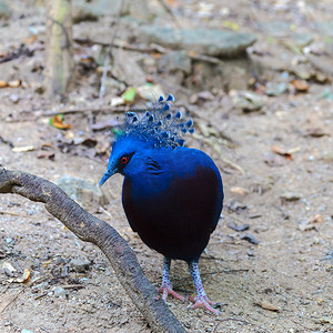 蓝色新冠摄影照片_公园里的维多利亚冠鸽