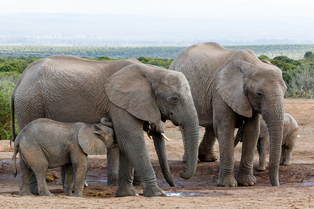 african摄影照片_我需要喝一杯 MoM African Bush Elephants
