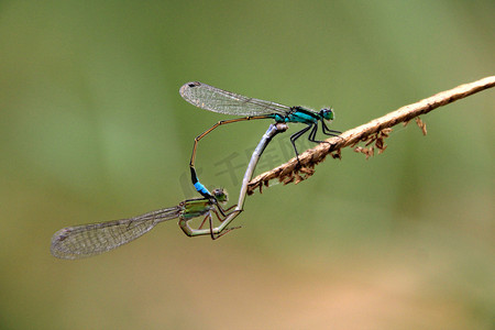 二月二龙抬头横图摄影照片_两只蓝绿色蜻蜓交配