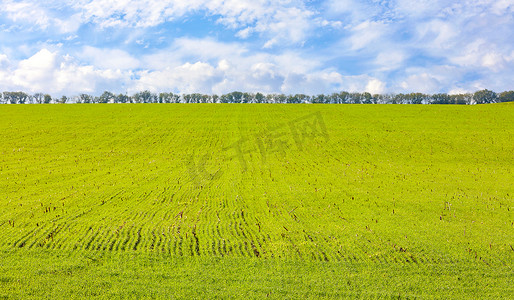 白云中的摄影照片_深秋时节，在蓝天白云的映衬下，一排排光滑的冬小麦幼苗在广阔的田野中发芽。
