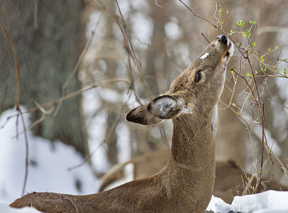 一只野鹿在白雪皑皑的森林里吃树叶的美丽孤立照片