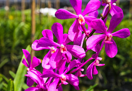 紫气摄影照片_花园中美丽的紫兰花