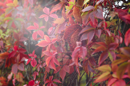 爬山虎背景墙摄影照片_红色的秋天常春藤