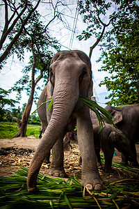 嘴里含着甘蔗的成年雌性大象正在吃掉地上的食物