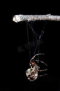 天体织布蜘蛛
