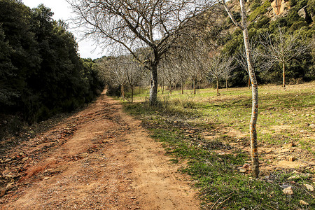 春季绿色植被间的山地景观与路径