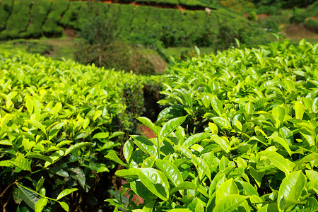 啊哈摄影照片_绿茶种植园景观。