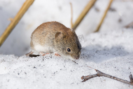 雪地里的老鼠