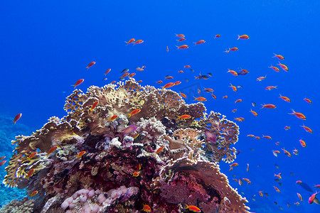 热带海底的珊瑚礁与异国情调的鱼 anthias 和火珊瑚在蓝色的水背景