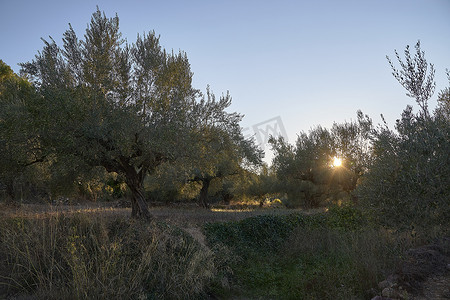 在橄榄树之间的太阳落山