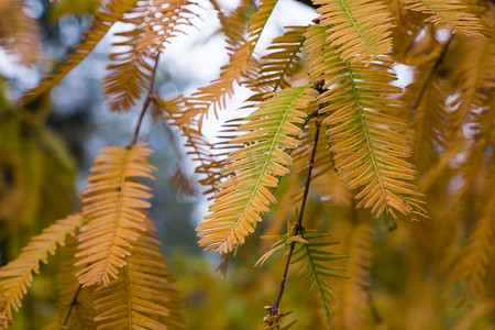 Tsinandali 的水杉 glyptostroboides 树、秋天和秋天树特写镜头