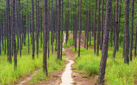 美好的越南风景，大叻松树密林