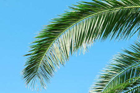 关羽脸谱剪纸摄影照片_在蓝天背景的棕榈树枝
