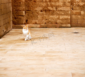 天猫商品图摄影照片_非洲摩洛哥和房子背景中的孤猫