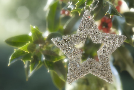 圣诞背景，冬青中的银星
