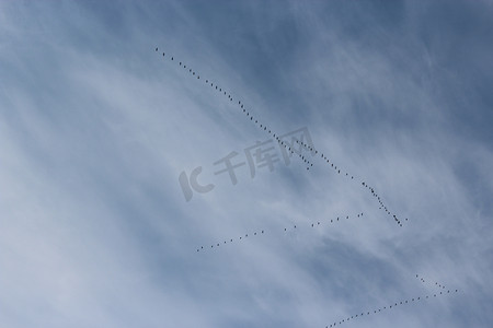 飞行中的鸟摄影照片_风景与蓝天和飞行中的鸟
