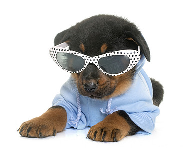 穿戴甲卡纸摄影照片_在工作室打扮的博塞隆小狗