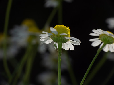 野草田中的洋甘菊花