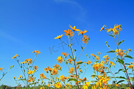 黄色的花免费摄影照片_在天体背景的黄色领域花