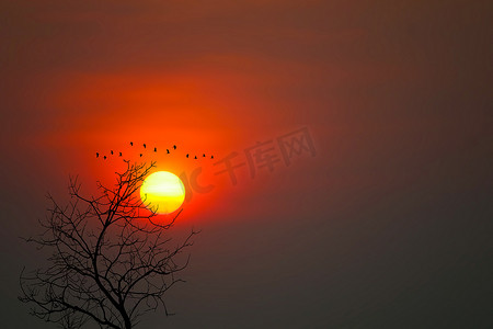 鸟儿飞翔摄影照片_美丽的夕阳背影鸟儿飞翔，枯树在 t