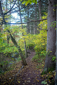 远足路径穿过有黄色叶子的秋天森林