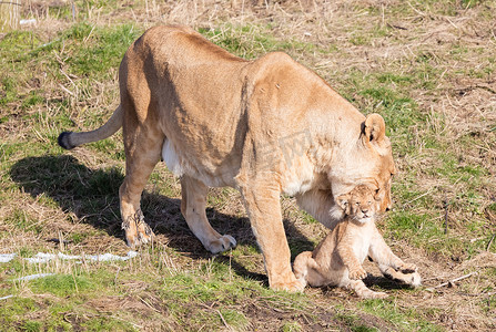 母狮和幼崽，探索周围环境