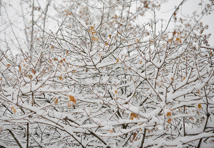 岭南新天地摄影照片_光秃秃的冰冻树枝覆盖着新雪