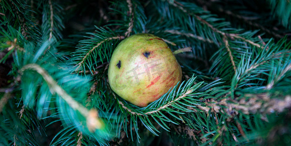 落在圣诞树上并粘在树枝上的小野苹果的横幅。