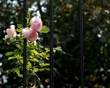 玫瑰花丛摄影照片_粉红玫瑰和铁棒