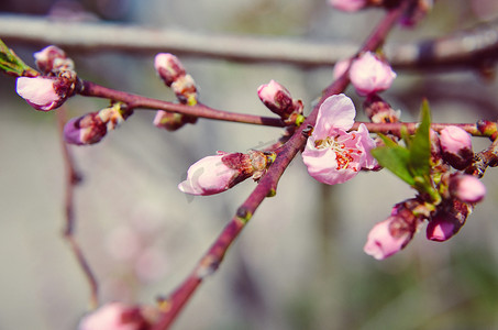 桃花粉红色的花朵