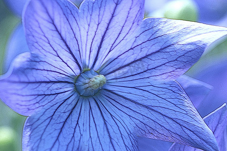 紫色创意花朵摄影照片_气球花增强型
