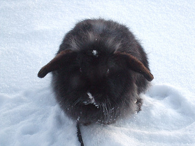 坐在雪地里摄影照片_一只黑兔子坐在雪地里