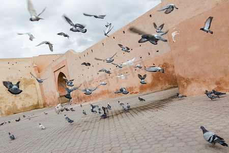 马拉喀什麦地那老城的动态飞鸽