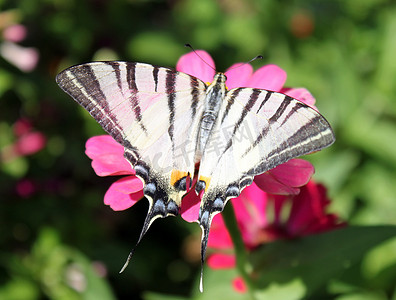 珍稀昆虫摄影照片_珍稀的燕尾蝶