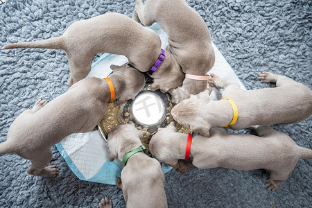 一群威玛猎犬的小狗指着灰色毯子上的不锈钢碗成圈吃东西