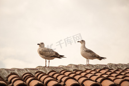 飞屋摄影照片_坐在屋顶上的海鸥