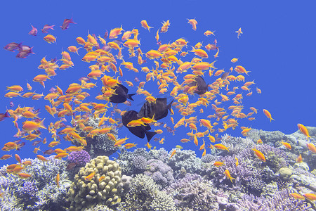 鳞摄影照片_五颜六色的珊瑚礁与热带海中的鳞鳍鱼浅滩