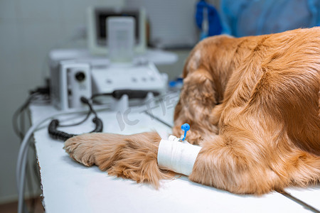 一只爪子上插着导尿管的狗躺在兽医诊所的手术台上。