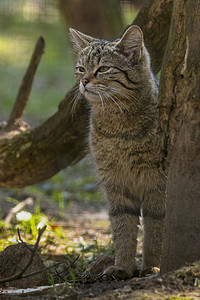 林中小猫摄影照片_绿季叶林中的野猫