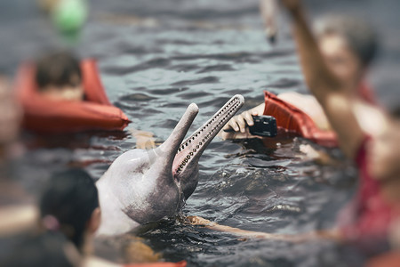 人们在巴西亚马逊喂养著名的粉红海豚 (Boto Rosa)