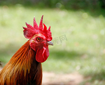 awed摄影照片_公鸡头上的红冠